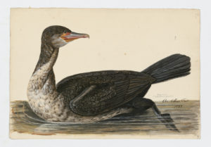 Drawing of an immature Great Cormorant from a 18th century specimen [modern geographical distribution: Europe, Asia, Africa, Australia, and the East coast of North America]
