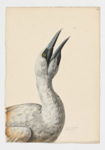 Drawing of a Northern Gannet from a 18th century specimen [modern geographical distribution: the North Atlantic, the Mediterranean Sea, the Baltic sea, and and the North Sea coasts. Attributed to Paillou, Peter, c.1720 – c.1790]