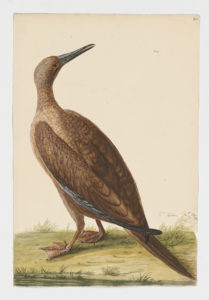 Drawing of a Red-footed Booby from a 18th century specimen [modern geographical distribution: the Caribbean, Central America, Hawaii, the Pacific Islands, and Australia]