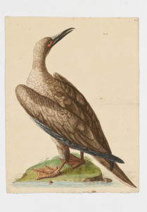 Drawing of a Red-footed Booby from a 18th century specimen [modern geographical distribution: the Caribbean, Central America, Hawaii, the Pacific Islands, and Australia. Attributed to Edwards, George, 1694-1773]