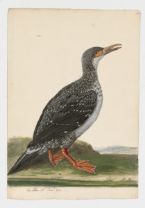 Drawing of an immature European Shag--also known as a Eurasian Cormorant--from a 18th century specimen [modern geographical distribution: Europe and the Middle East]