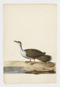 Drawing of a Black Crowned Night Heron from a 18th century specimen [modern geographical distribution: North America, South America, Europe, Africa, and Asia. Attributed to Paillou, Peter, c.1720 – c.1790]