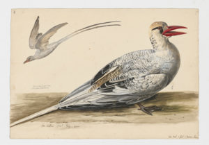 Drawing of a pair of Red-Billed Tropicbirds from 18th century specimens [modern geographical distribution: Coastal United States and Central America, South America, India, the Middle East, and Africa]