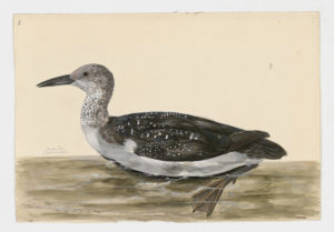 Drawing of an immature or possibly non-breeding Red-throated Loon from a 18th century specimen [modern geographical distribution: Europe, the United States, Canada, Northeastern Asia, the Middle East, and Central Asia. Attributed to Paillou, Peter, c.1720 – c.1790]