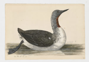 Drawing of a breeding Red-throated Loon from a 18th century specimen [modern geographical distribution: Europe, the United States, Canada, Northeastern Asia, the Middle East, and Central Asia]