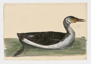 Drawing of a Horned Grebe from a 18th century specimen [modern geographical distribution: North America, Europe, Central Asia, Northeastern Asia, and the Middle East. Attributed to Paillou, Peter, c.1720 – c.1790]