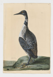 Drawing of a Common Loon--also known as a Great Northern Loon--from a 18th century specimen [modern geographical distribution: North America and Europe]