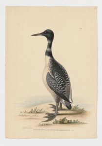 Drawing of a Common Loon--also known as a Great Northern Loon--from a 18th century specimen [modern geographical distribution: North America and Europe. Attributed to Edwards, George, 1694-1773]