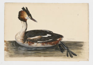 Drawing of a Great-crested Grebe with breeding plumage from a 18th century specimen [modern geographical distribution: Europe, Asia, Southern Africa, Eastern Africa, Australia, and New Zealand]