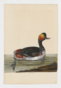 Drawing of a Black-necked Grebe--also known as an Eared Grebe--from a 18th century specimen [modern geographical distribution: Europe, Asia, Southern Africa, Eastern Africa, and North America. Attributed to Paillou, Peter, c.1720 – c.1790]