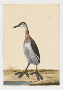 Drawing of a Red-necked Grebe from a 18th century specimen [modern geographical distribution: North America, Europe, and Asia. Attributed to Paillou, Peter, c.1720 – c.1790]