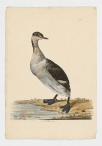 Drawing of a non-breeding Horned Grebe--also known as a Slavonian Grebe--from a 18th century specimen [modern geographical distribution: North America and Europe]