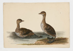 Drawing of a pair of non-breeding Little Grebes from 18th century specimens [modern geographical distribution: Europe, Africa, Asia, and Australia]
