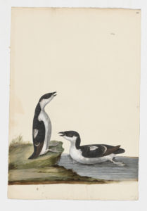 Drawing of a pair of Dovekies--also known as Little Auks--from 18th century specimens [modern geographical distribution: Northeastern North America, Western Europe, and Northern Europe. Attributed to Paillou, Peter, c.1720 – c.1790]