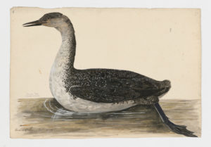 Drawing of a non-breeding Red-throated Loon from a 18th century specimen [modern geographical distribution: Europe, the United States, Canada, Northeastern Asia, the Middle East, and Central Asia. Attributed to Collins, Charles]