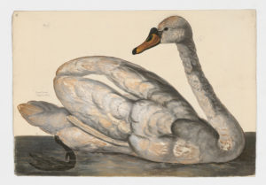 Drawing of a Mute Swan from a 18th century specimen [modern geographical distribution: the United States, Canada, Europe, Asia, Southern Africa, New Zealand, and Australia. Attributed to Paillou, Peter, c.1720 – c.1790]