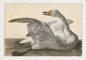 Drawing of a Whooper Swan from a 18th century specimen [modern geographical distribution: Europe and Asia]
