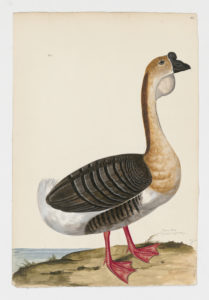 Drawing of a domestic Swan Goose from a 18th century specimen [modern geographical distribution: North America, Europe, and East Asia. Attributed to Paillou, Peter, c.1720 – c.1790]