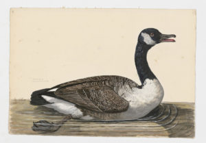 Drawing of a Canada Goose from a 18th century specimen [modern geographical distribution: North America, Europe, and New Zealand]
