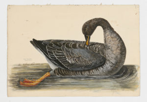 Drawing of a Graylag Goose from a 18th century specimen [modern geographical distribution: Europe, Asia, Southern Africa, Australia, New Zealand, North America, and South America]