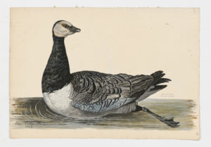 Drawing of a Barnacle Goose from a 18th century specimen [modern geographical distribution: Europe and Northeastern North America]