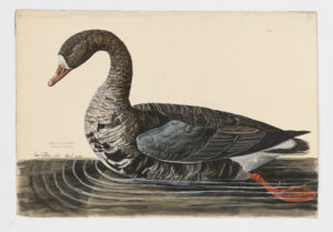 Drawing of a Greater White Fronted Goose from a 18th century specimen [modern geographical distribution: Europe, Asia, and North America]