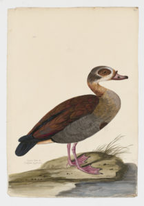 Drawing of an Egyptian Goose from a 18th century specimen [modern geographical distribution: Europe, Africa, the Southern United States, Mexico, South America, and the Middle East. Attributed to Paillou, Peter, c.1720 – c.1790]