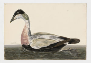 Drawing of a male Common Eider from a 18th century specimen [modern geographical distribution: North America, Europe, and Northeastern Russia. Attributed to Paillou, Peter, c.1720 – c.1790]