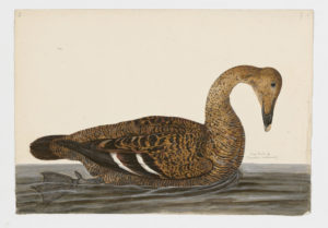 Drawing of a male Common Eider from a 18th century specimen [modern geographical distribution: North America, Europe, and Northeastern Russia. Attributed to Paillou, Peter, c.1720 – c.1790]