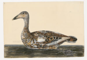 Drawing of an immature male Common Eider from a 18th century specimen [modern geographical distribution: the Northern Tundra and the Artic. Attributed to Paillou, Peter, c.1720 – c.1790]