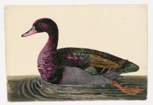 Drawing of a Ring-necked Duck from a 18th century specimen [modern geographical distribution: North America, Europe, and Japan. Attributed to Paillou, Peter, c.1720 – c.1790]
