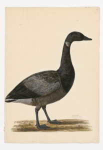 Drawing of a Dark Bellied Brant from a 18th century specimen [modern geographical distribution: the Western coast of North America, the Northwest territories, and Hudson Bay. Attributed to Collins, Charles]