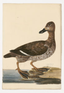 Drawing of a female White-winged Scoter from a 18th century specimen [modern geographical distribution: Canada; Breeding occurs in Mid-West Canada. Attributed to Paillou, Peter, c.1720 – c.1790]