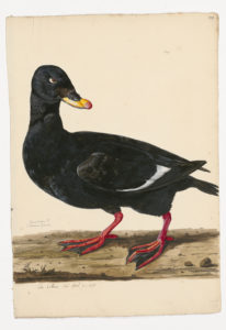 Drawing of a male White-winged Scoter from a 18th century specimen [modern geographical distribution: Canada; Breeding occurs in Mid-West Canada]