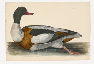 Drawing of a Burrough Duck from a 18th century specimen [modern geographical distribution: the Palearctic, the Indo-Malayan Realm, and the Afrotropics]