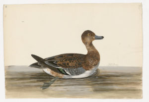 Drawing of a female Eurasian Wigeon from a 18th century specimen [modern geographical distribution: widespread in the Mid-United states. Attributed to Paillou, Peter, c.1720 – c.1790]