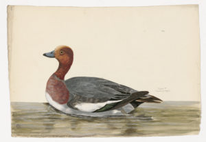 Drawing of a male Eurasian Wigeon from a 18th century specimen [modern geographical distribution: widespread in the Mid-United states. Attributed to Paillou, Peter, c.1720 – c.1790]