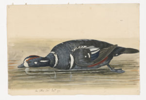 Drawing of a Harlequin Duck from a 18th century specimen [modern geographical distribution: Western Canada, Alaska, and Northern Quebec]