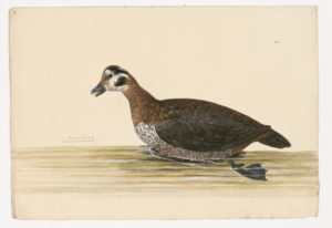 Drawing of a Harlequin Duck from a 18th century specimen [modern geographical distribution: Western Canada, Alaska, and Northern Quebec. Attributed to Paillou, Peter, c.1720 – c.1790]