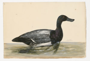 Drawing of a Greater Scaup from a 18th century specimen [modern geographical distribution: Canada and Northern United States. Attributed to Paillou, Peter, c.1720 – c.1790]