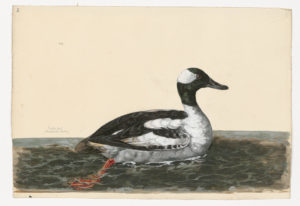 Drawing of a Bufflehead from a 18th century specimen [modern geographical distribution: North America and Western Europe. Attributed to Paillou, Peter, c.1720 – c.1790]