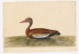 Drawing of a female Black-bellied Whistling Duck from a 18th century specimen [modern geographical distribution: the Southeast United states and the Mexican border. Attributed to Paillou, Peter, c.1720 – c.1790]