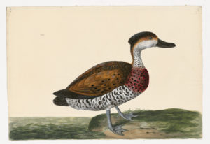 Drawing of a West Indian Whistling Duck from a 18th century specimen [modern geographical distribution: the Caribbean, Central America, Hawaii, the Pacific Islands, and Australia. Attributed to Paillou, Peter, c.1720 – c.1790]