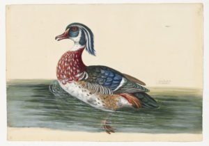 Drawing of a male Wood Duck from a 18th century specimen [modern geographical distribution: North America and Europe (this specimen is also rare in Africa)].