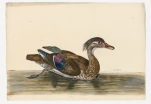 Drawing of a female Wood Duck from a 18thcentuty specimen [modern geographical distribution: North America and Europe (this specimen is also rare in Africa). Attributed to Paillou, Peter, c.1720 – c.1790]