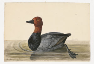 Drawing of a male Common Pochard from a 18th century specimen [modern geographical distribution: Europe and Asia (this specimen is also rare in Africa)]