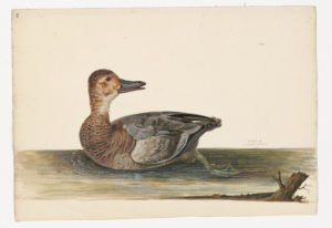 Drawing of a female Common Pochard from a 18th century specimen [modern geographical distribution: Europe and Asia (this specimen is also rare in Africa). Attributed to Collins, Charles]
