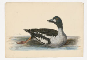 Drawing of a male Common Goldeneye from a 18th century specimen [modern geographical distribution: North America, Europe, the Middle East, Central Asia, and Northeastern Asia]