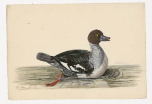 Drawing of a female Common Goldeneye from a 18th century specimen [modern geographical distribution: North America, Europe, the Middle East, Central Asia, and Northeastern Asia]