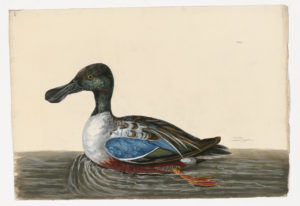 Drawing of a male Northern Shoveler from a 18th century specimen [modern geographical distribution: North America, Europe, Asia, Northern South America, Africa, Australia, and New Zealand. Attributed to Paillou, Peter, c.1720 – c.1790]